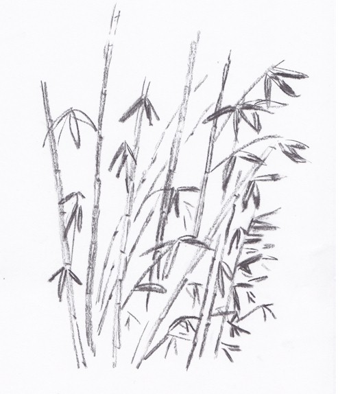 bamboe